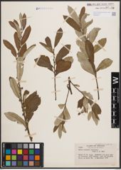 Foto von Salix coulteri Andersson